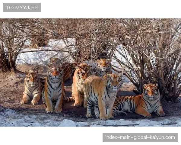 吉林东北虎凭借深度轮换取得四连胜 适应快节奏比赛能力突出